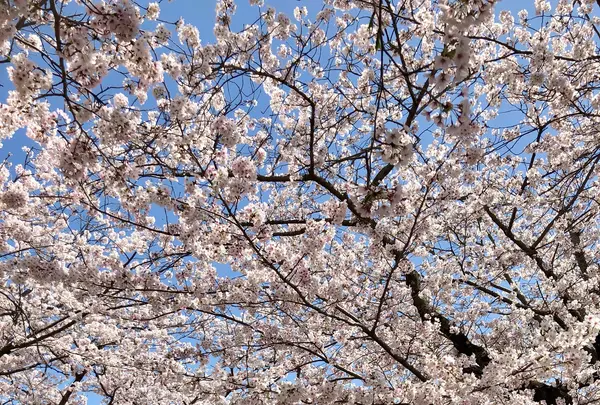 大貞公園の写真・動画_image_901223