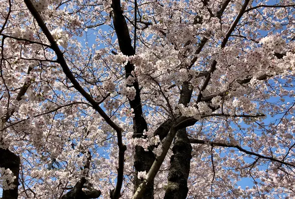 大貞公園の写真・動画_image_901224