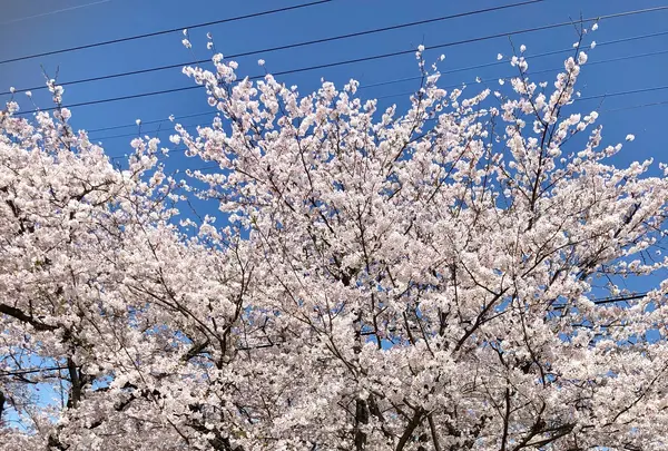 大貞公園の写真・動画_image_901225
