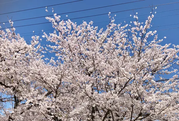 大貞公園の写真・動画_image_901226