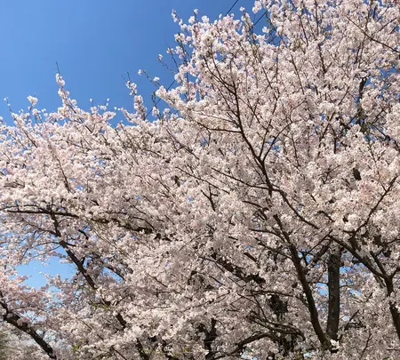 大貞公園の写真・動画_image_901227