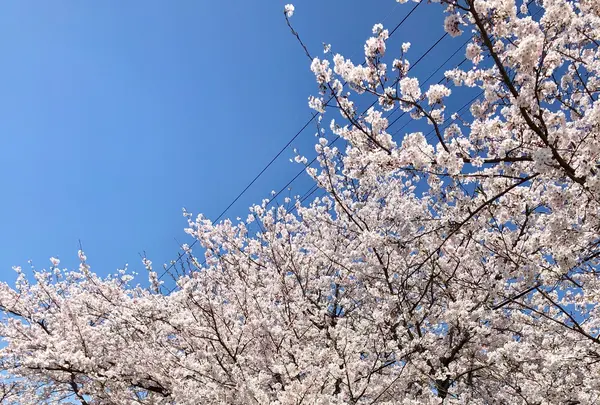 大貞公園の写真・動画_image_901228