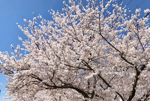 大貞公園の写真・動画_image_901229