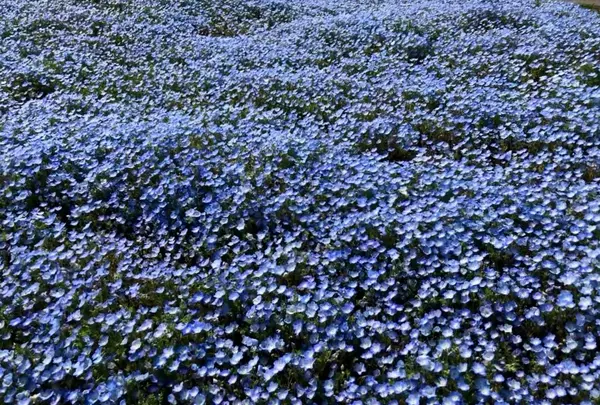 大分農業文化公園の写真・動画_image_901234