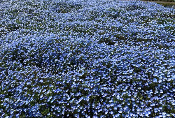 大分農業文化公園の写真・動画_image_901235