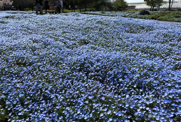 大分農業文化公園の写真・動画_image_901236