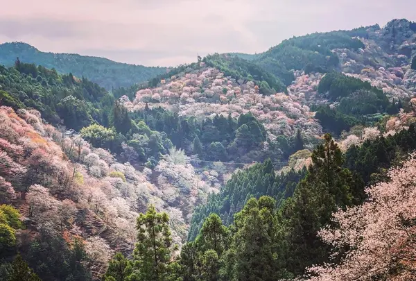 吉野山の写真・動画_image_901632