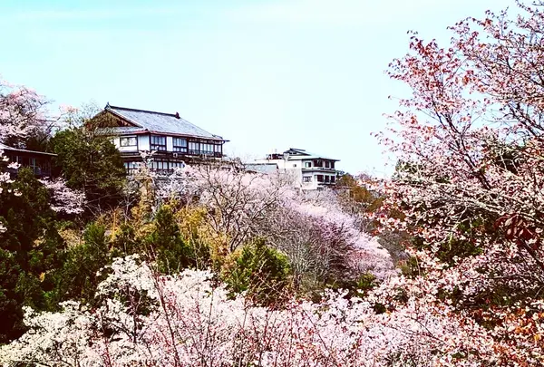 吉野山の写真・動画_image_901633