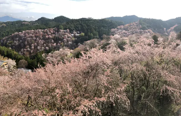 景勝の宿 芳雲館の写真・動画_image_901639