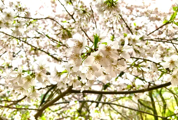 景勝の宿 芳雲館の写真・動画_image_901640