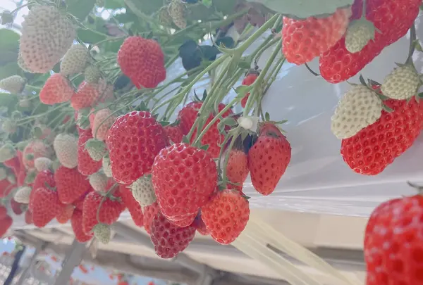 中村いちご農園の写真・動画_image_901848