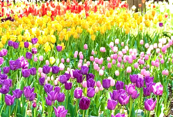 猿江恩賜公園の写真・動画_image_904612