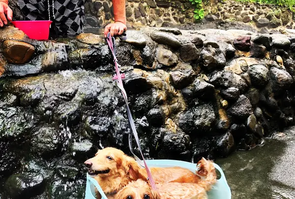 平六地蔵露天風呂の写真・動画_image_908377