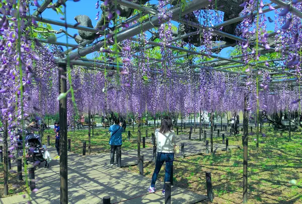 岡崎公園の藤棚の写真・動画_image_909727