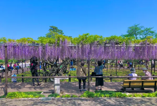 岡崎公園の藤棚の写真・動画_image_909728