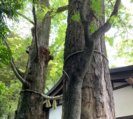 川越氷川神社の写真・動画_image_915957