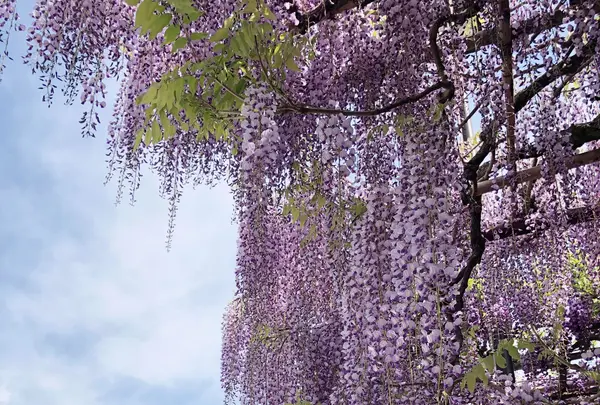 笠間稲荷神社の写真・動画_image_919174