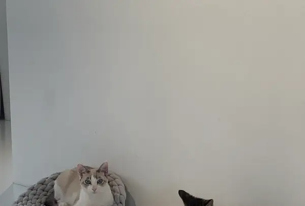 保護猫喫茶 necomaの写真・動画_image_925764