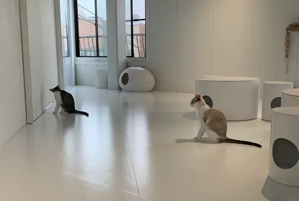 保護猫喫茶 necomaの写真・動画_image_925765