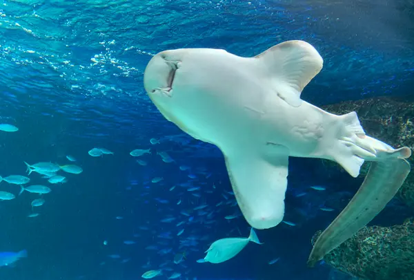 サンシャイン水族館の写真・動画_image_929465