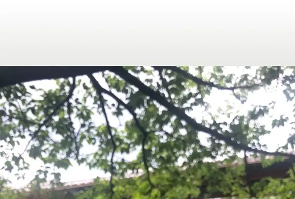 保和苑の写真・動画_image_932854