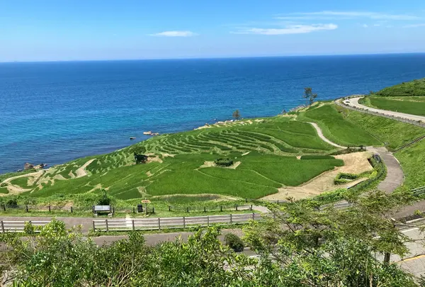 千枚田珈琲の写真・動画_image_946293