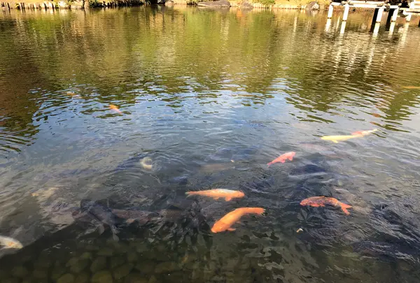 成田（成田山表参道）の写真・動画_image_947275