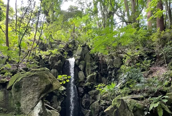 成田（成田山表参道）の写真・動画_image_947315