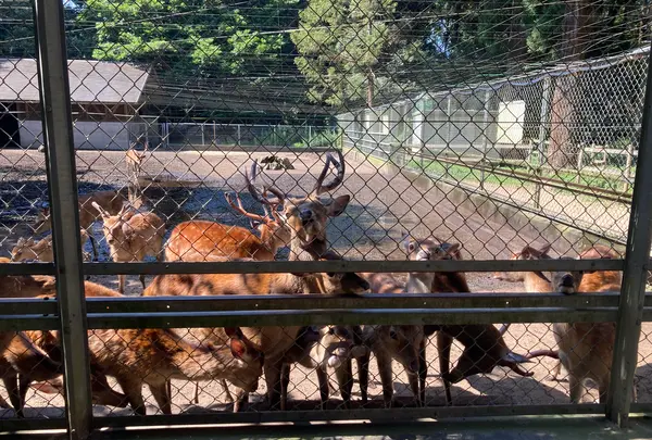鹿島神宮の写真・動画_image_949298
