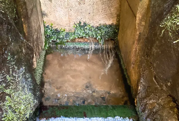 鹿島神宮の写真・動画_image_949301