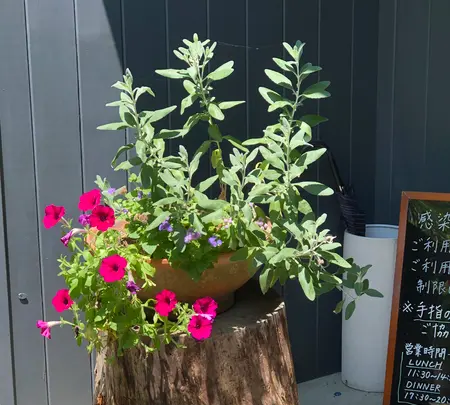 GROVE CAFEの写真・動画_image_955849