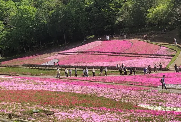 羊山公園の写真・動画_image_959079