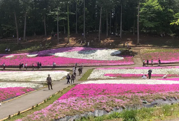 羊山公園の写真・動画_image_959080