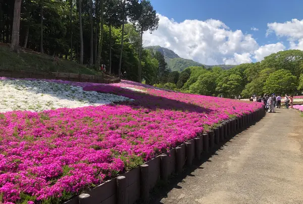 羊山公園の写真・動画_image_959083