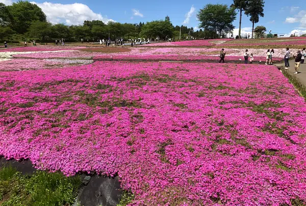 羊山公園の写真・動画_image_959085