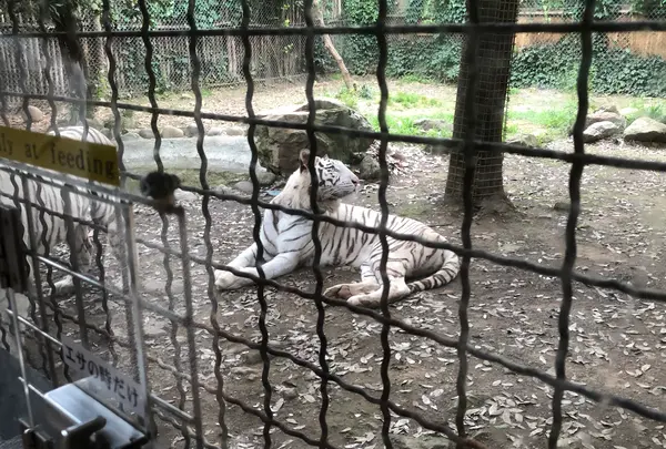 群馬サファリパークの写真・動画_image_959223
