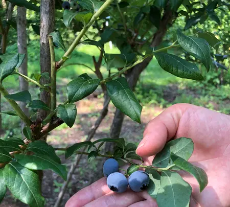 道の駅 川場田園プラザの写真・動画_image_959604