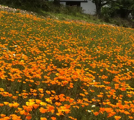 宝登山の写真・動画_image_959660