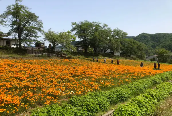 宝登山の写真・動画_image_959663