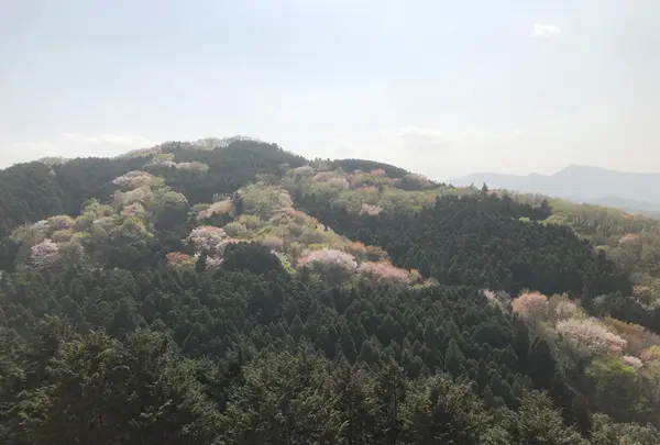 仙元山の写真・動画_image_959667