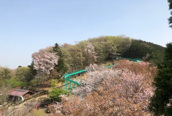 仙元山の写真・動画_image_959669