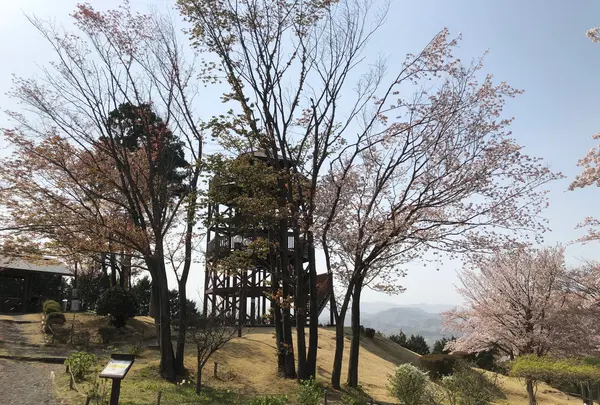 仙元山の写真・動画_image_959671