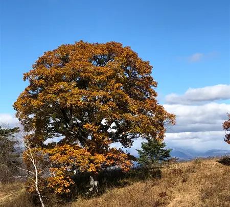 北軽井沢の写真・動画_image_959690