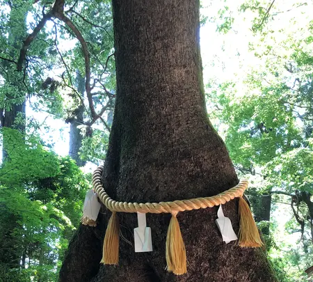 笠森観音の写真・動画_image_959990