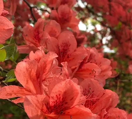 沼田城址の写真・動画_image_960234