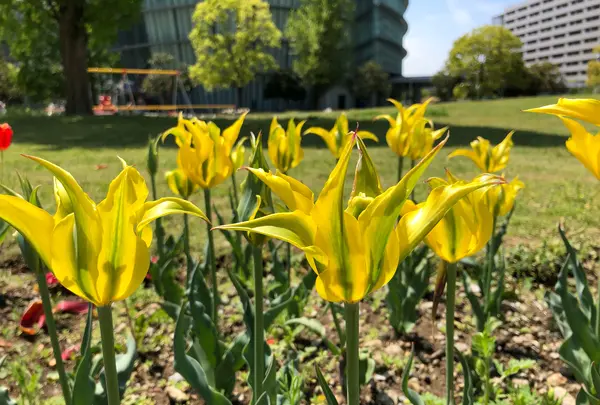 都立シンボルプロムナード公園　の写真・動画_image_991327