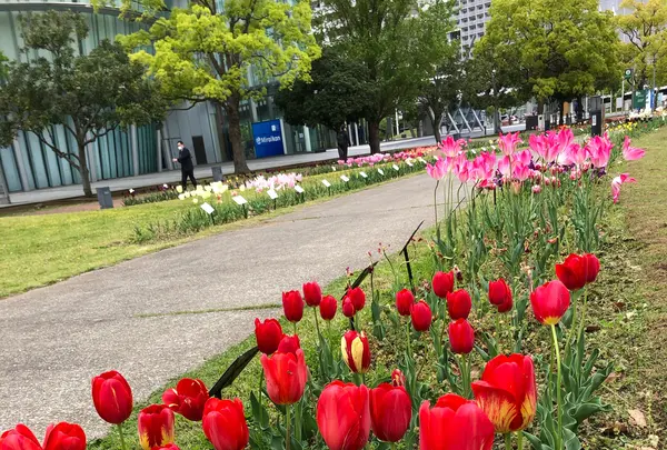 都立シンボルプロムナード公園　の写真・動画_image_991328