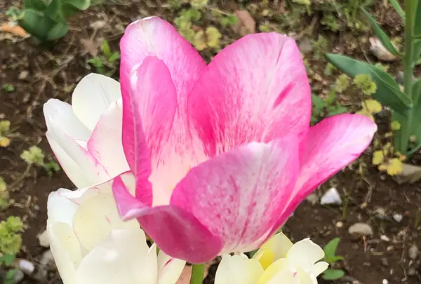 都立シンボルプロムナード公園　の写真・動画_image_991331
