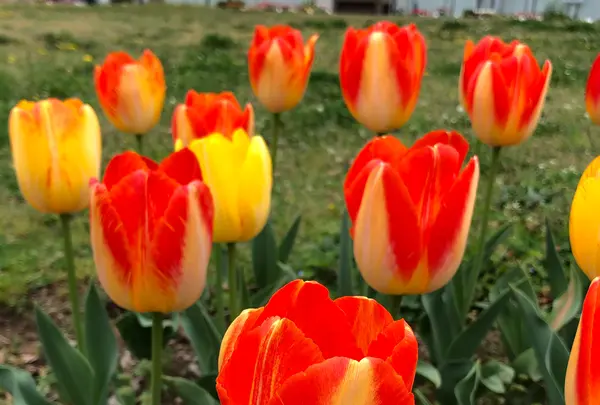 都立シンボルプロムナード公園　の写真・動画_image_991337