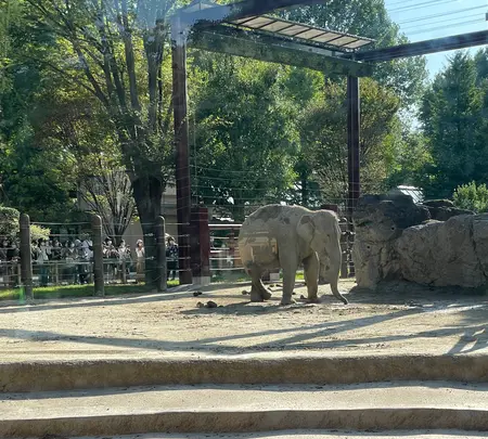 上野動物園の写真・動画_image_994353
